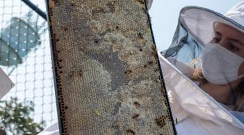A student wears protective clothing and headgear to handle a honeycomb, which they hold up to the camera.
