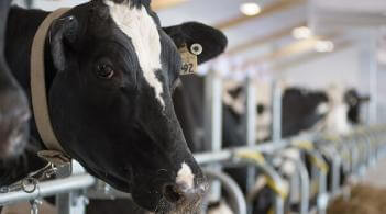 Holstein at the Miller Farm Cream Milking Barn
