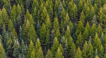 a pine forest seen from above