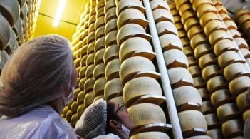 Cheesemaking in Parma, Italy