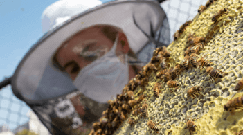 Collecting honey from the hive