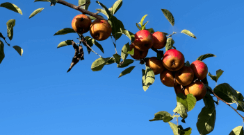 Apples on a tree branch