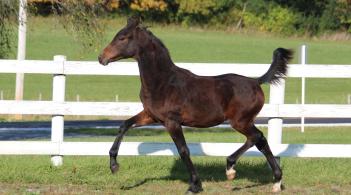 Young brown horse trotting