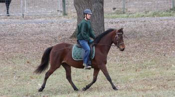 Young woman riding brown Morgan horse