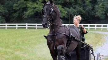 Woman driving black horse