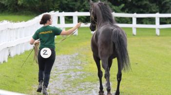 Girl with apprentice shirt trotting with mare in hand