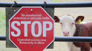 A cow stands behind a biosecurity stop sign hanging on a fence.