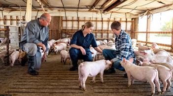 Veterinarians are looking a small pigs with a farmer in a barn.