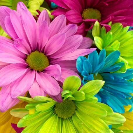 Link, closeup of brightly colored flowers