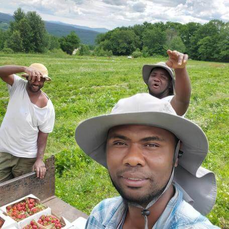 three workers in a strawberry field looking at the camera
