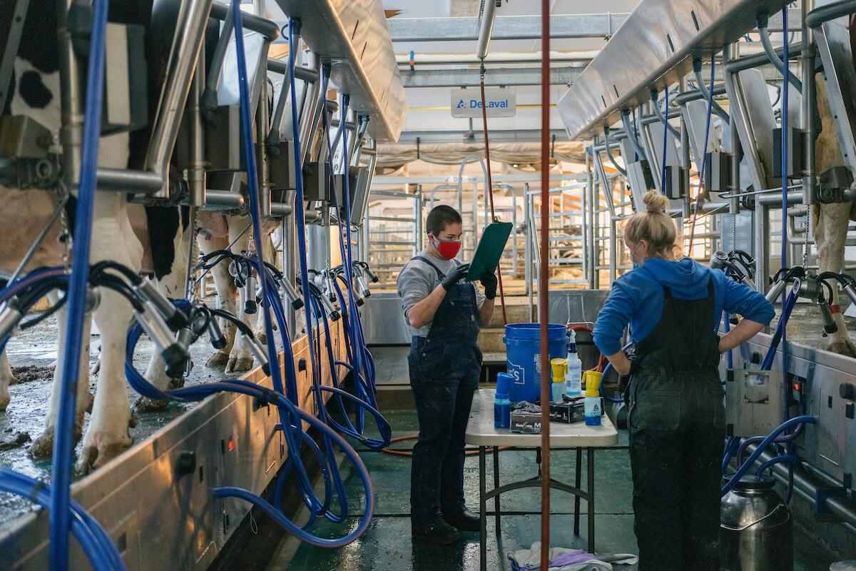 Two workers stand in a milking station. 