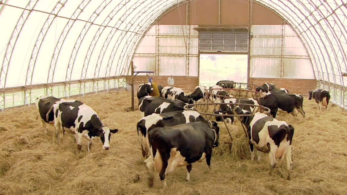 A herd of Holstein cows in a bedded pack style hoop house.