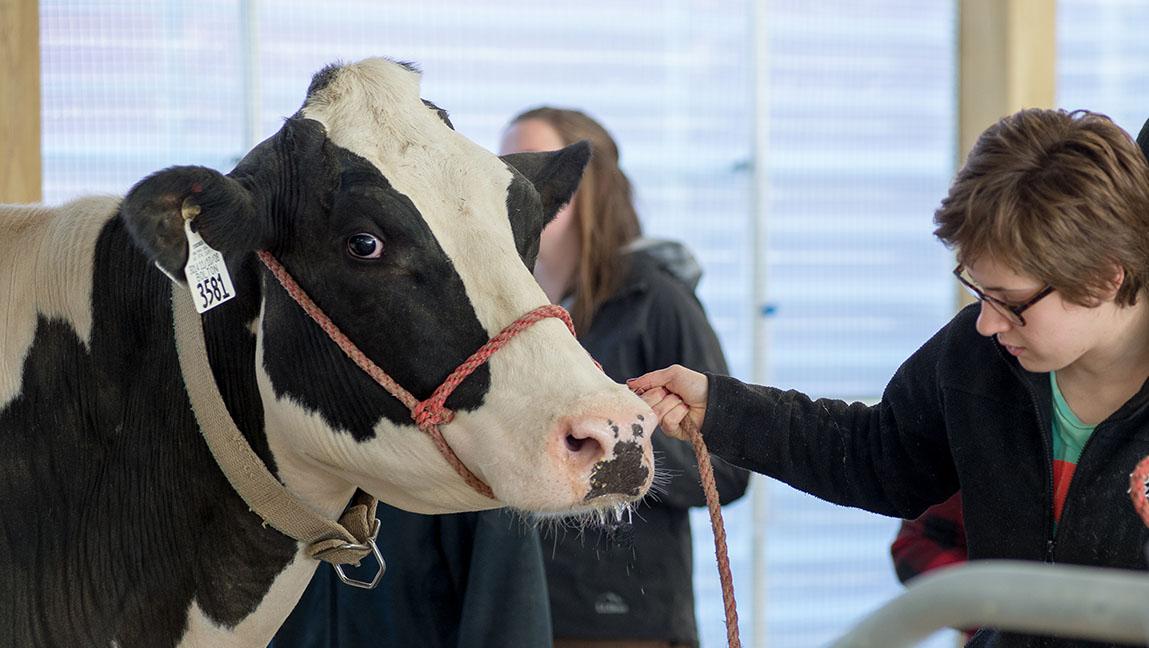 A CREAM program student leading a Holstein dairy cow at the UVM Miller Farm.