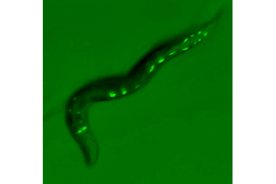 A small worm with green fluorescent spots.