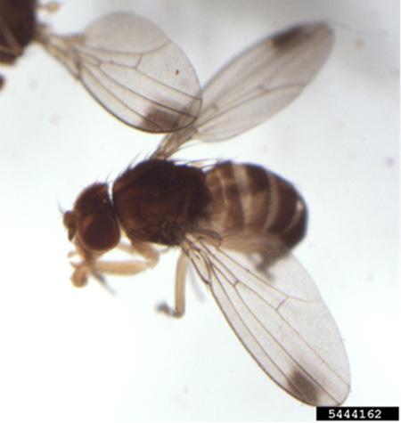 One specimen of the Spotted Wing Drosophila under the microscope with its wings sprawled, showing its dark spots.