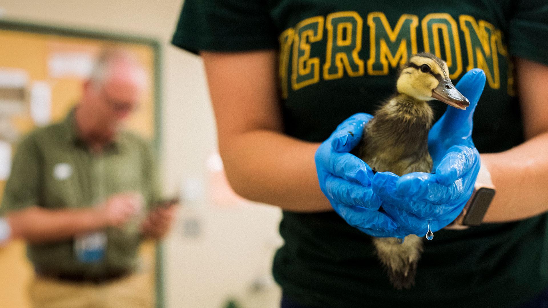 student with gloves on holds a baby duck