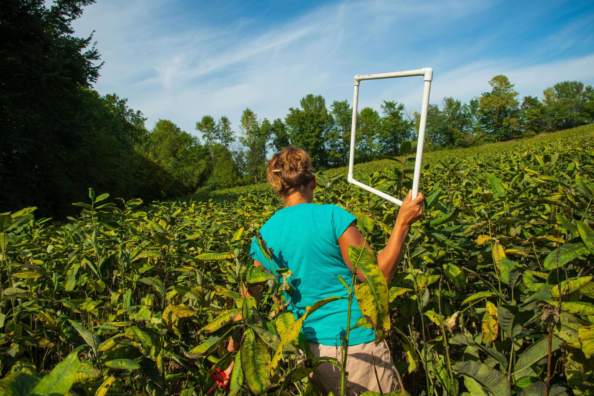 A UVM Eco Rep walks through a field of green plants, holding PVC on a sunny day.