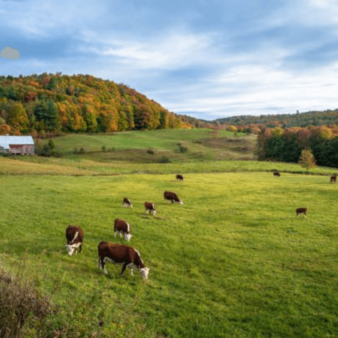 cows