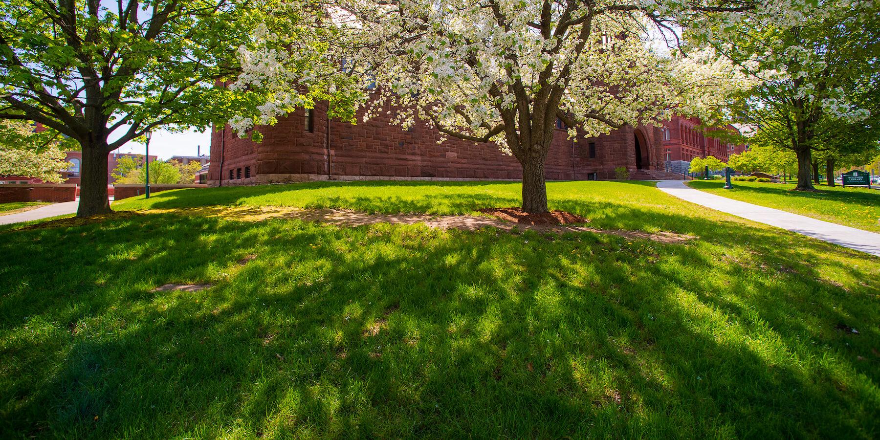 Shadows and springtime blossoms in front of Billings Library.
