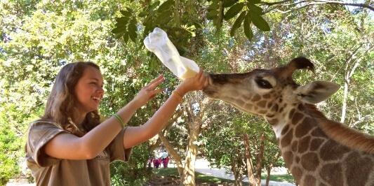 girl bottle feeding a giraffe