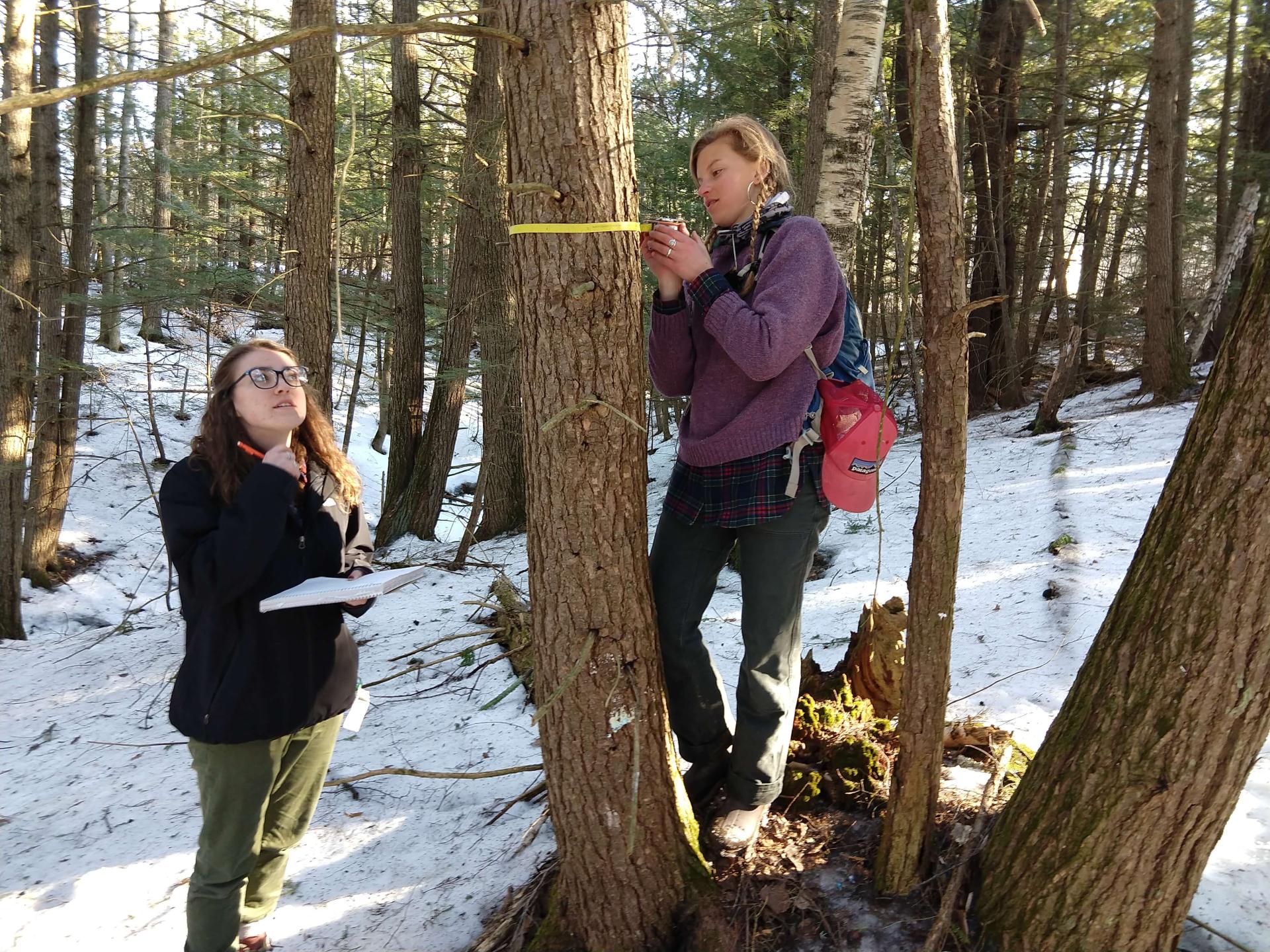 students measuring a tree