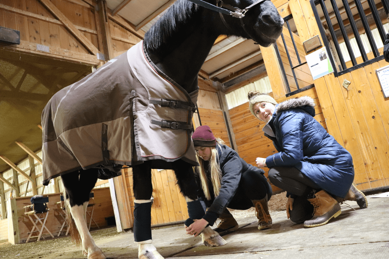 Students checking shoes on a horse