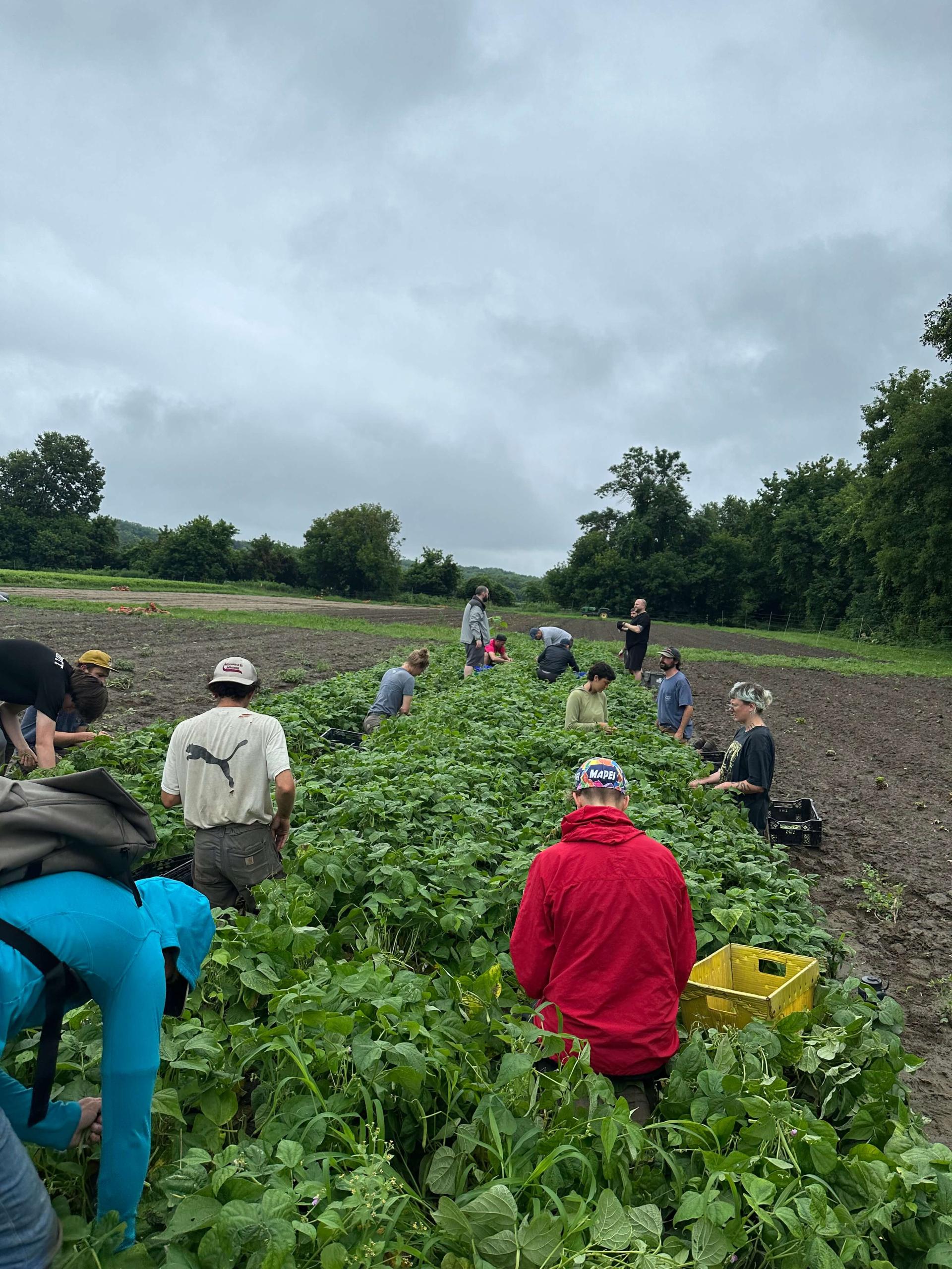volunteers picking crops in a green field under a cloudy sky