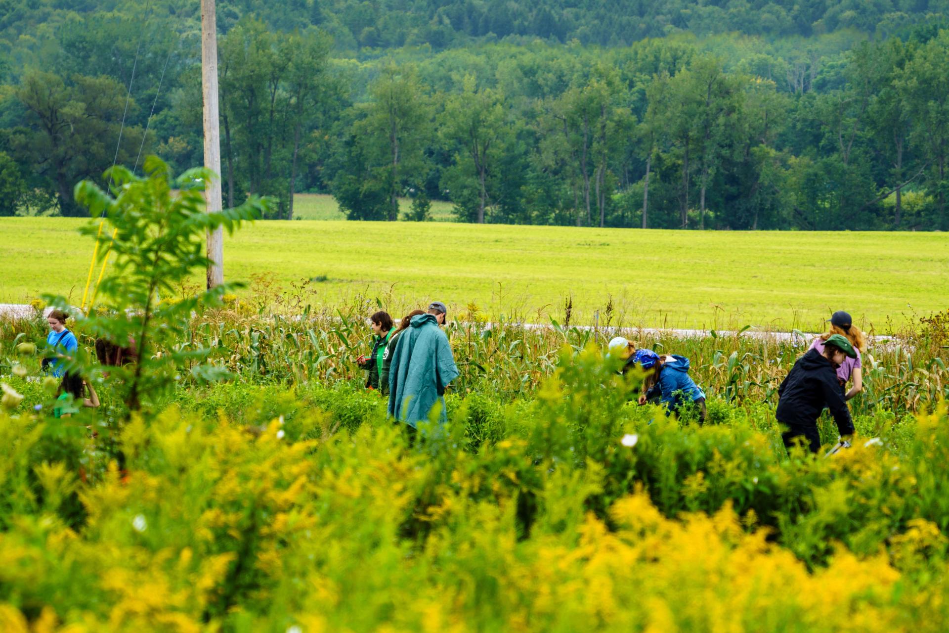 Service Trekkies working on a farm harvesting basil