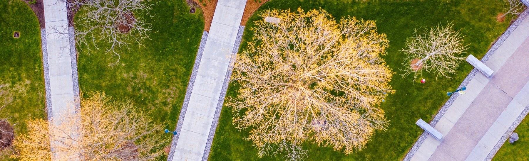 An aerial view of multiple walkways and a small group of trees