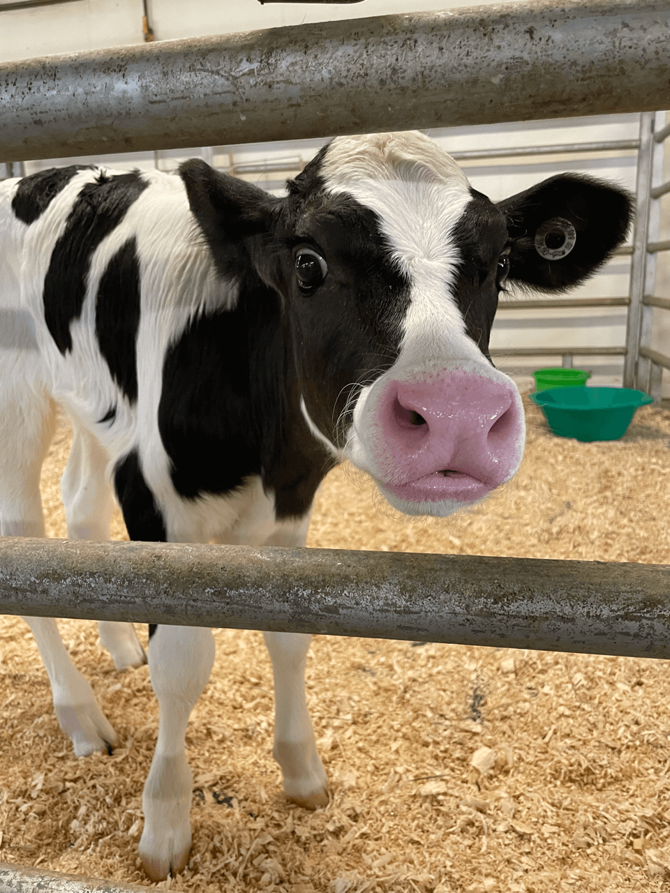 Happy calf in barn