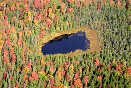 Aerial photo of Molly Bog