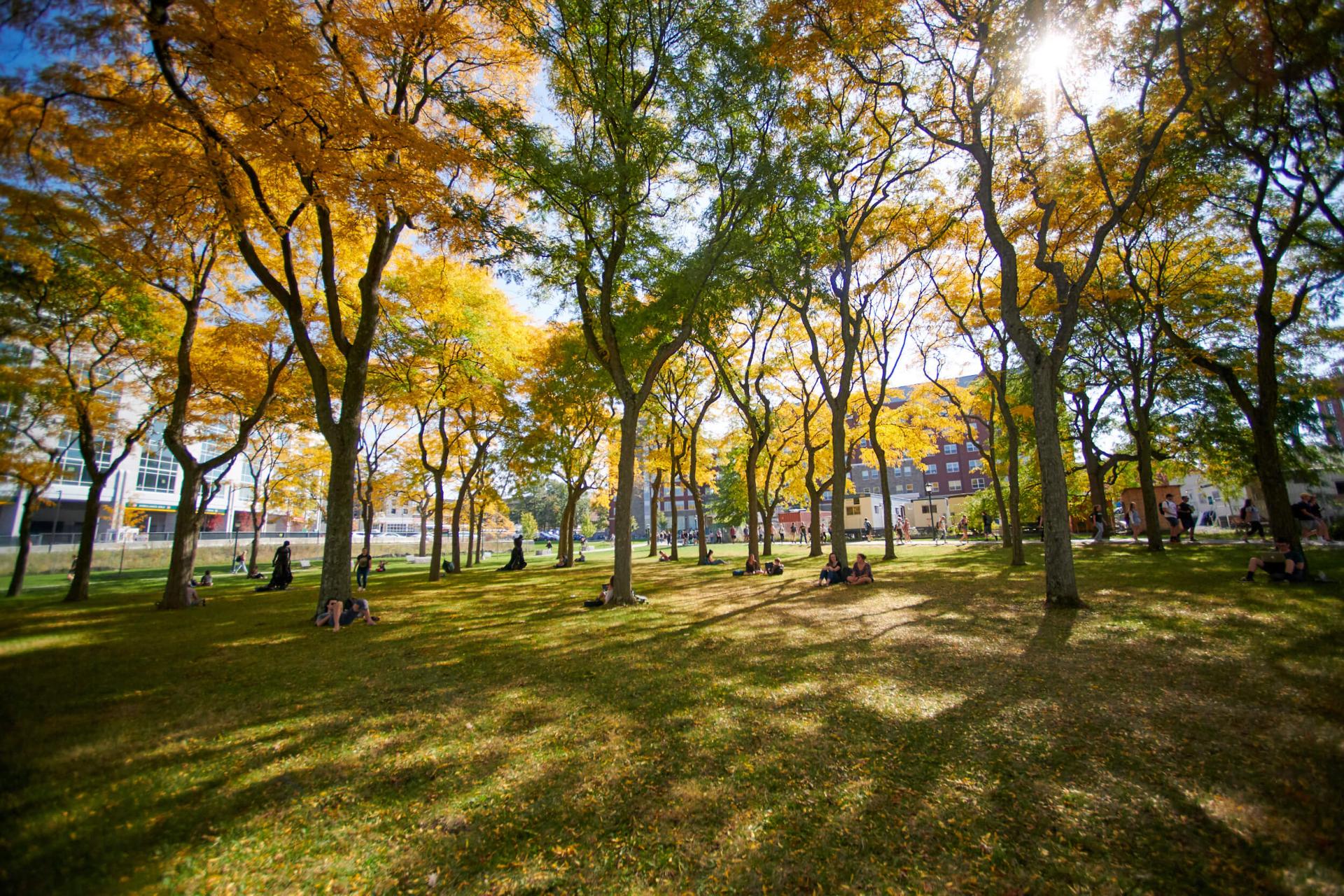 Locust grove during fall