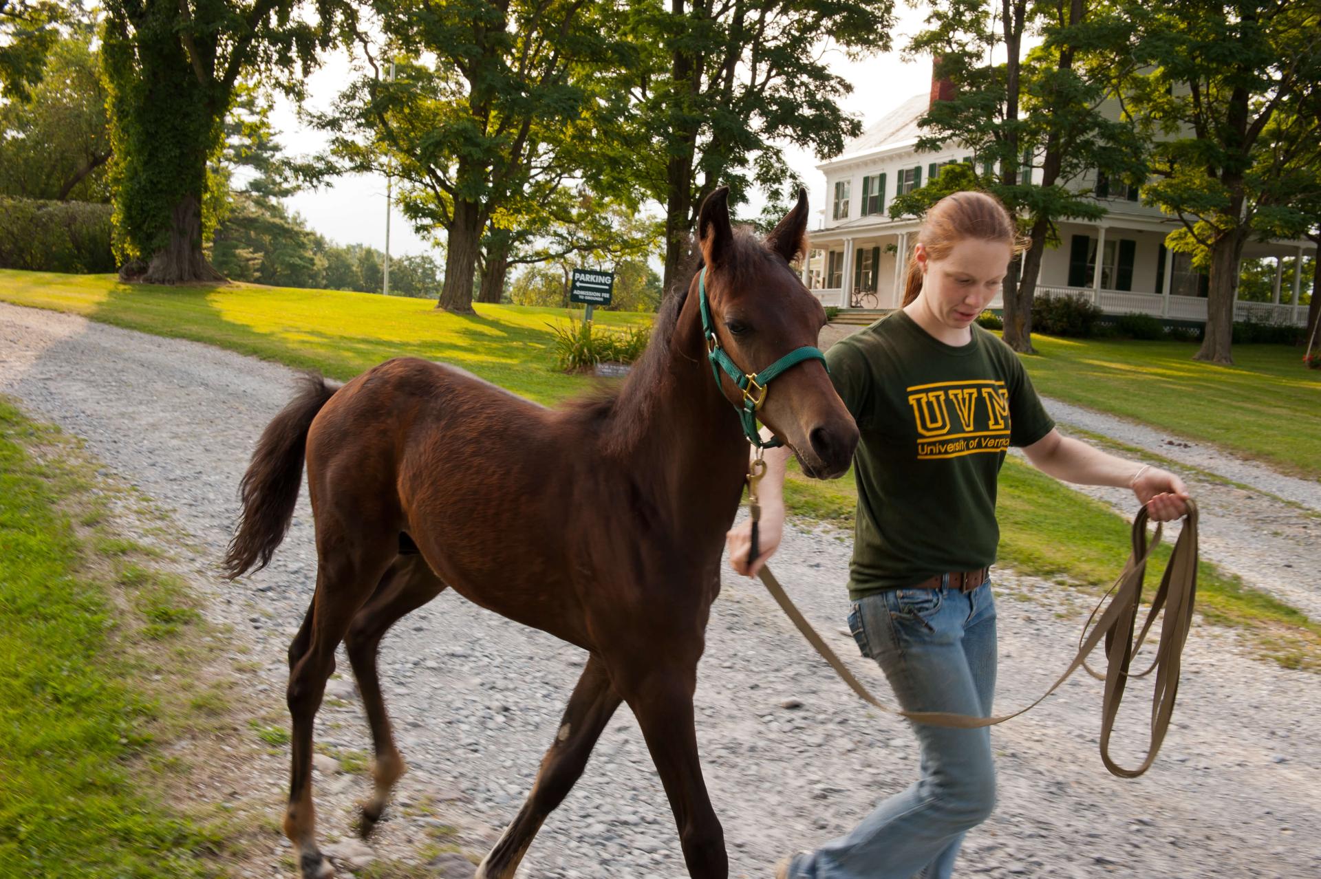 Apprentice leading a young Morgan Horse