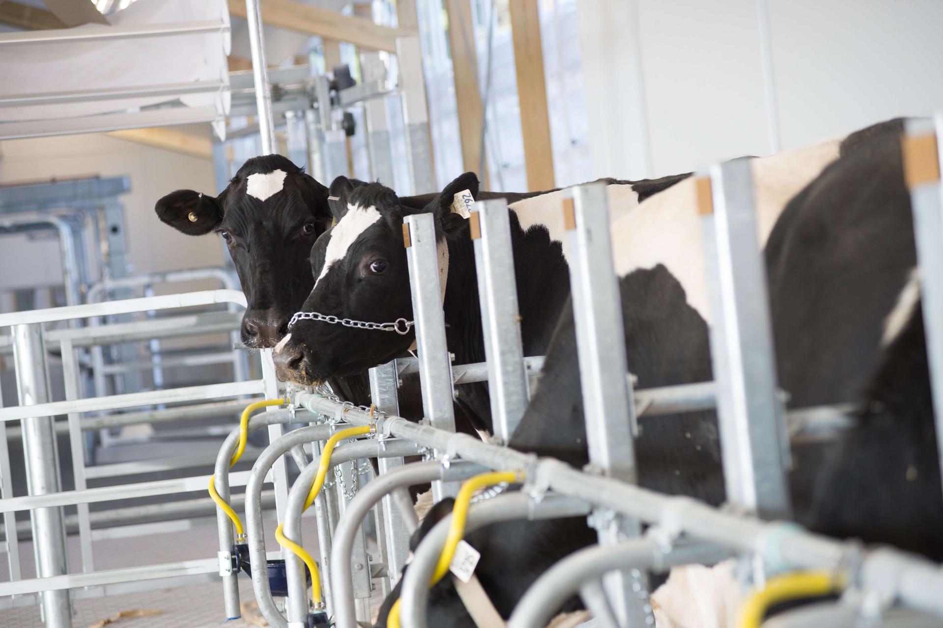 Cows in pens