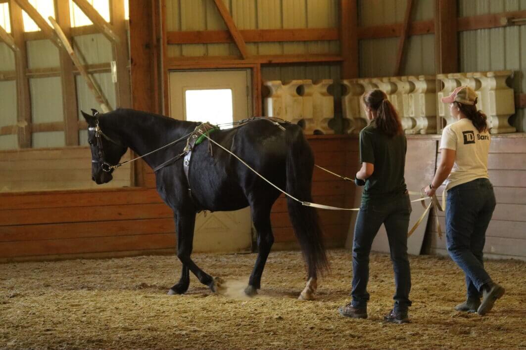 EQUUS - Driving in the arena