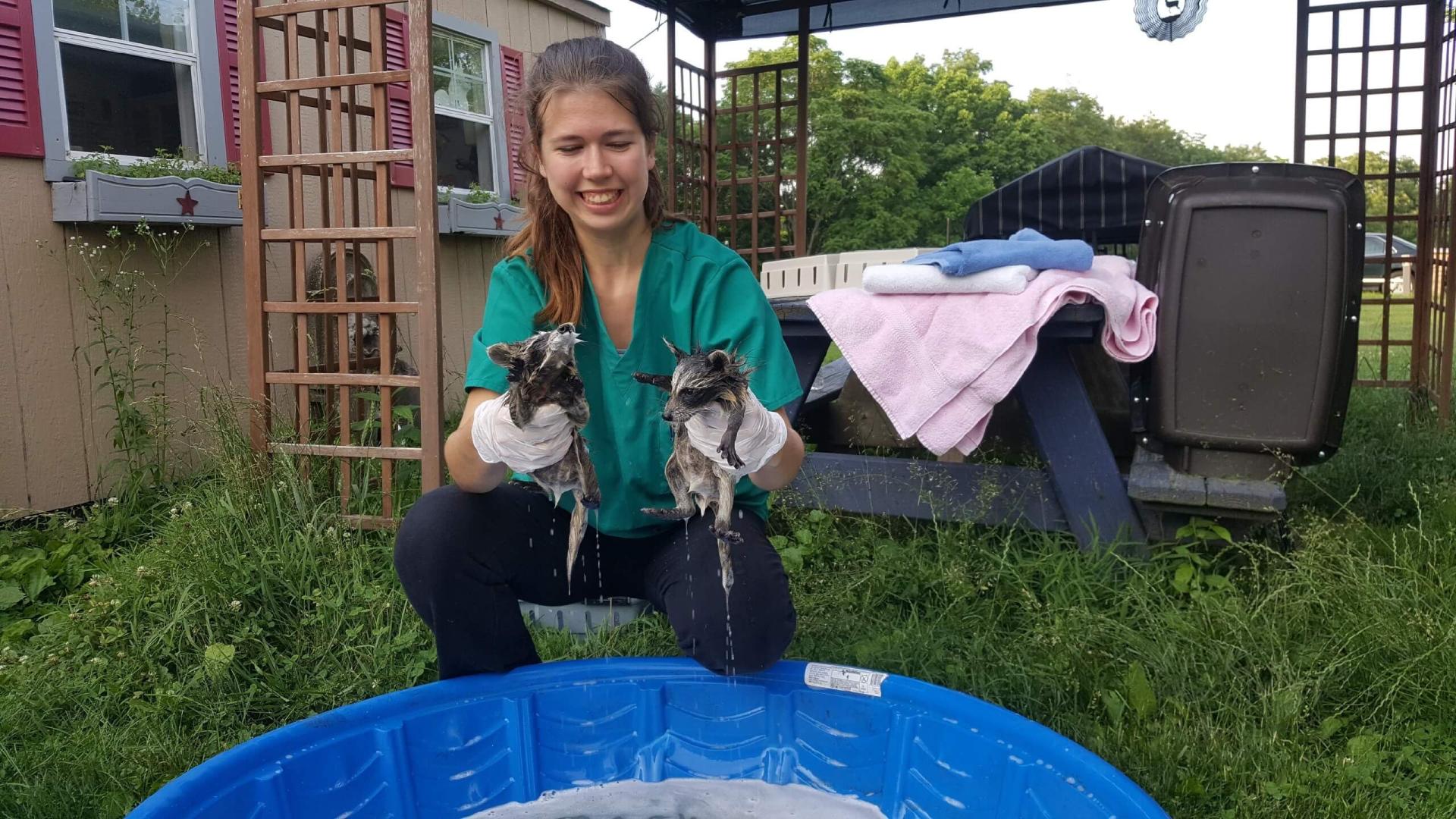 Baby Racoons