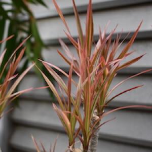 Dracaena plant