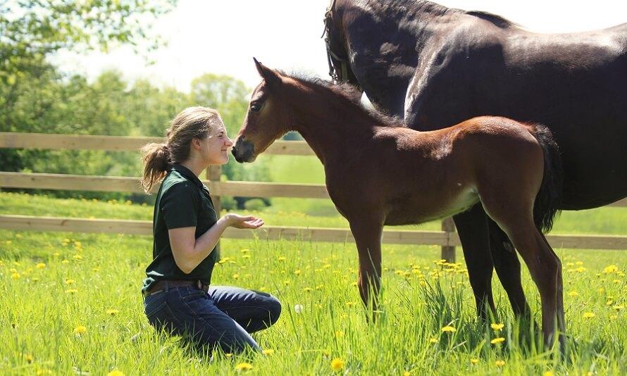 Morgan Horse Foal