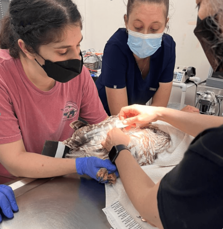 Students work with a veterinarian