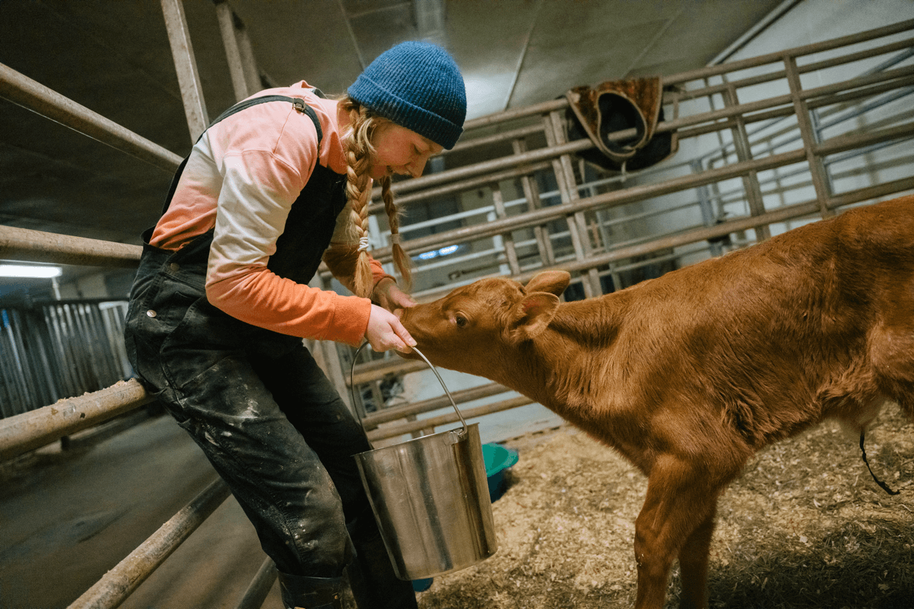 College students feeding a calf
