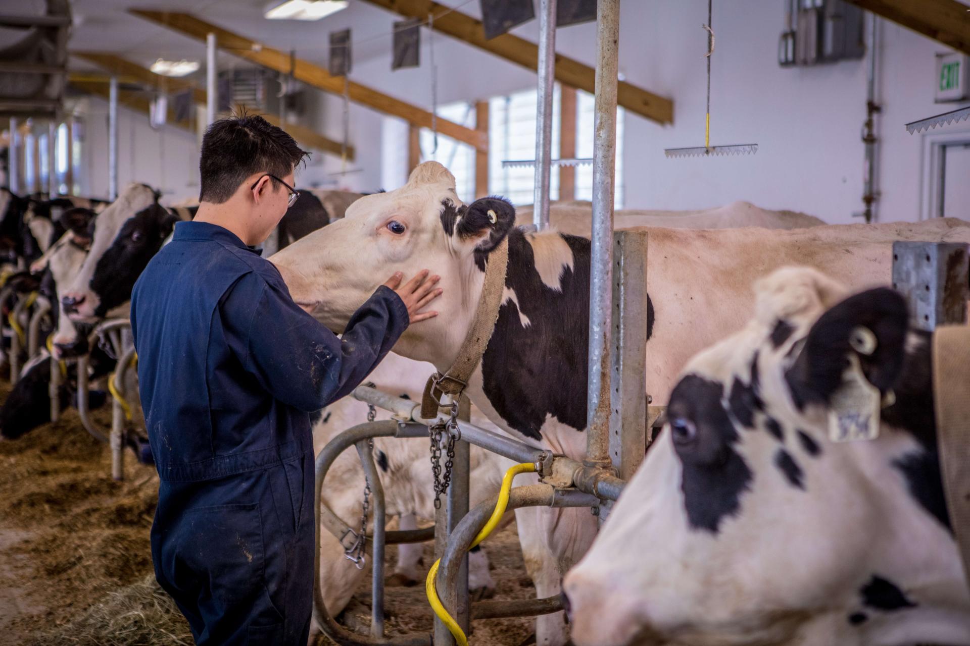 Young man cares for cow in barn