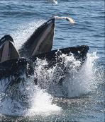 Whales 