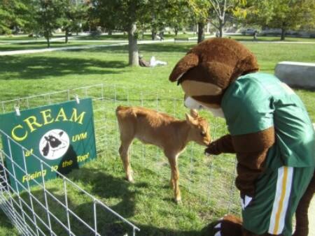 Rally Cat and a Calf 