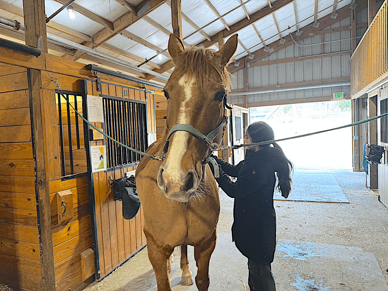 Student in the horse barn caring for a horse