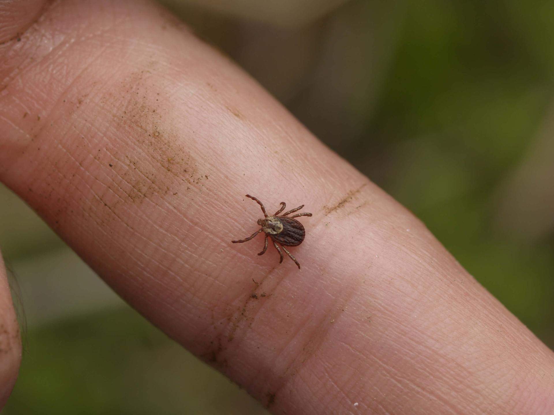 Small tick on a finger