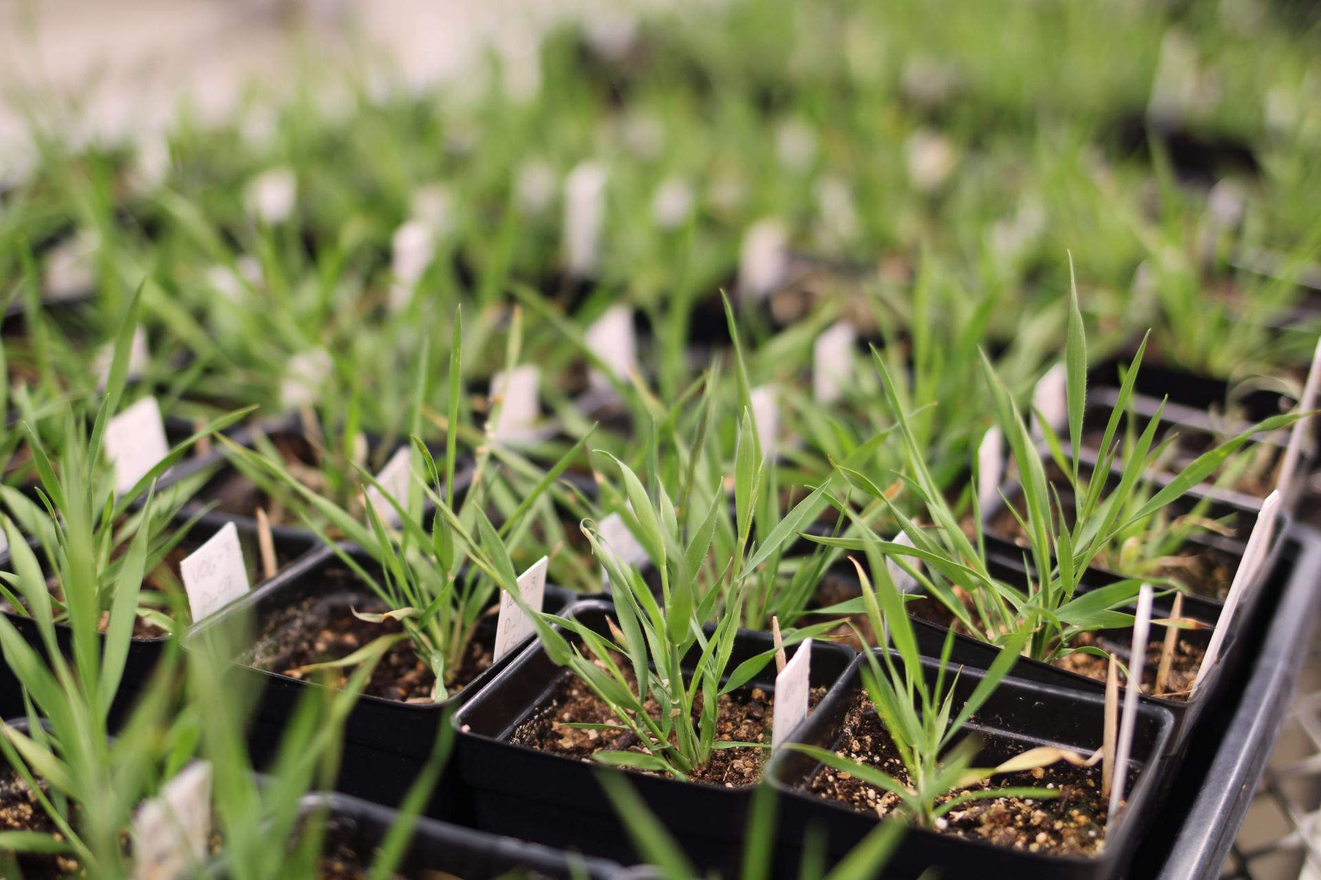 Research plants lined up along a table