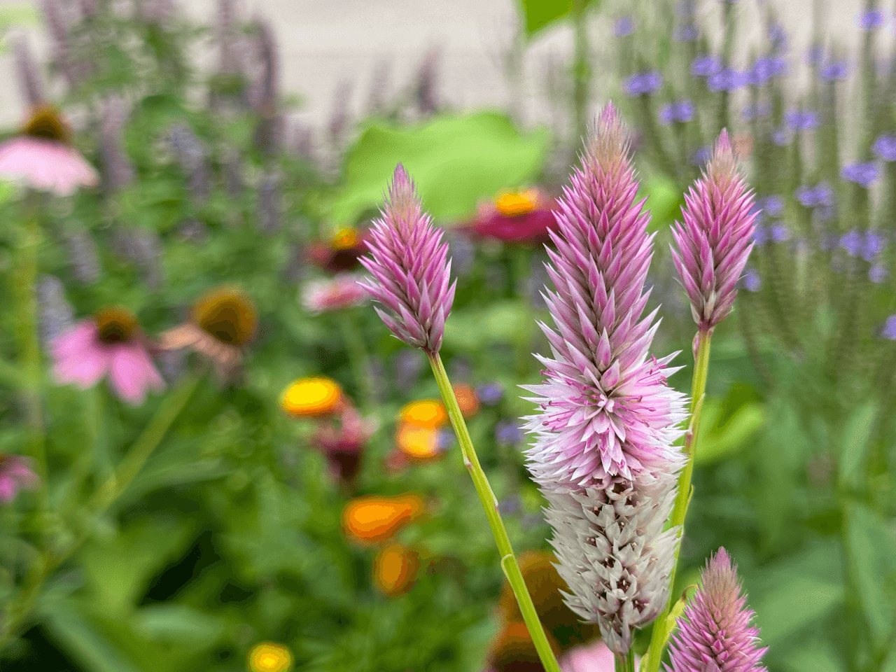 Flowers on the UVM campus