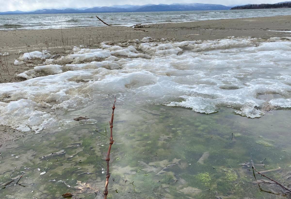 algae bloom visible beneath the ice on lake champlain