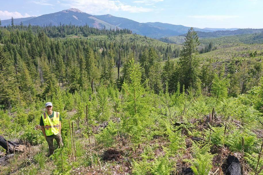 Jon Lewis in bright yellow vest stands among conifer seedlings in Idaho forest.