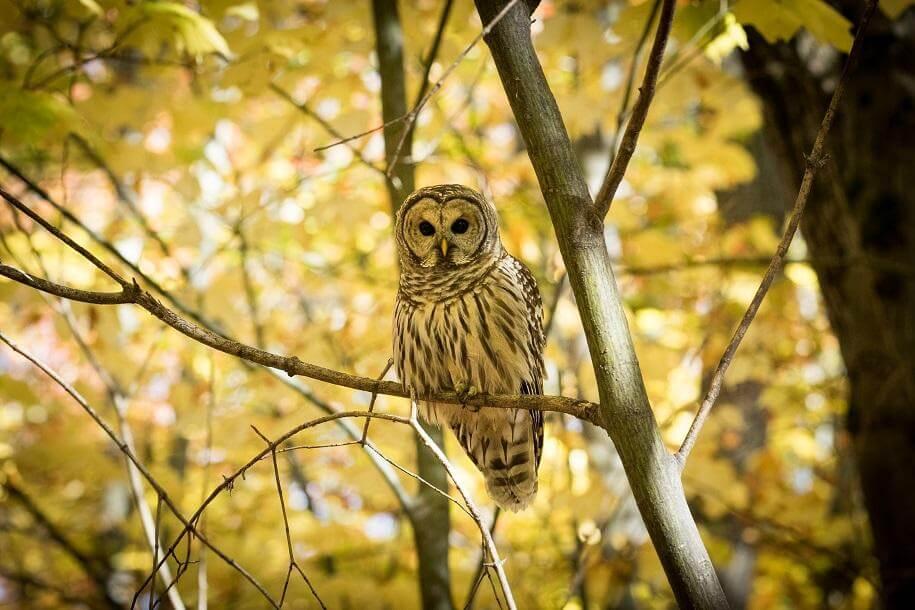 Barred Owl perched on a tree branch with golden leaves behind it, image by Andy Duback